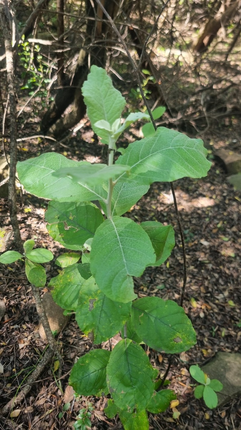 Brachylaena discolor var. rotundata photo 2