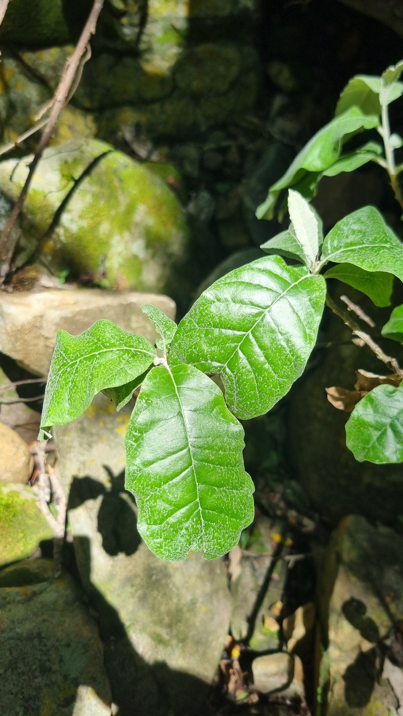 Brachylaena discolor var. rotundata photo 3