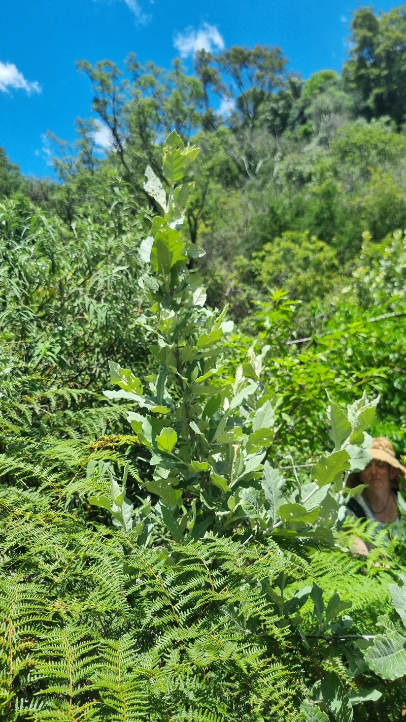 Brachylaena discolor var. rotundata photo 4