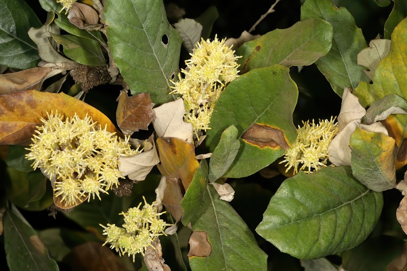 Brachylaena discolor var. rotundata