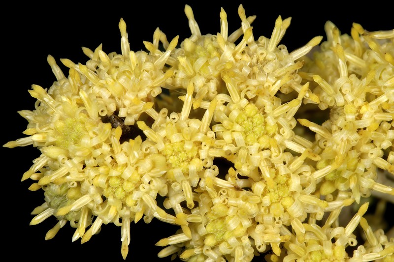 Brachylaena discolor var. rotundata photo 6