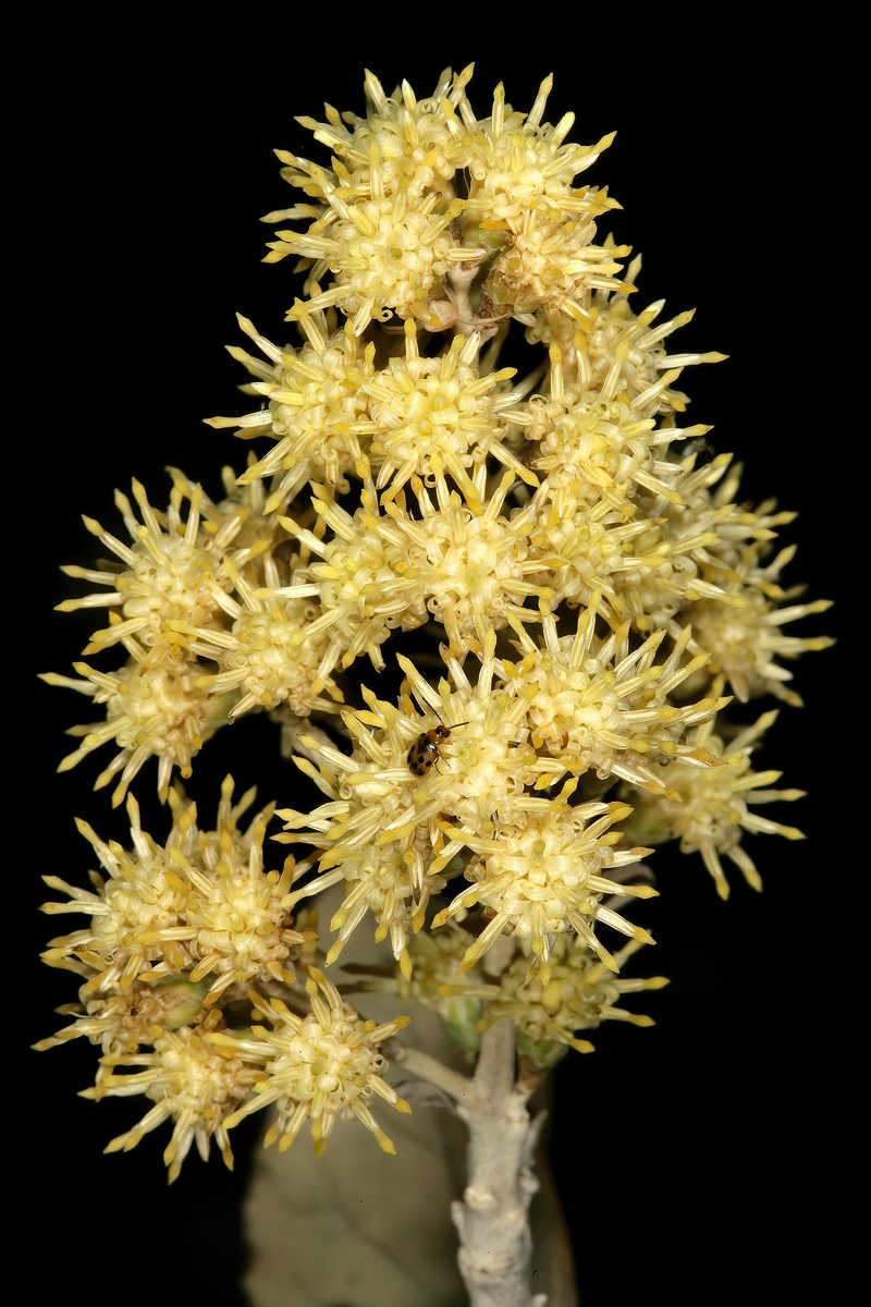 Brachylaena discolor var. rotundata photo 7