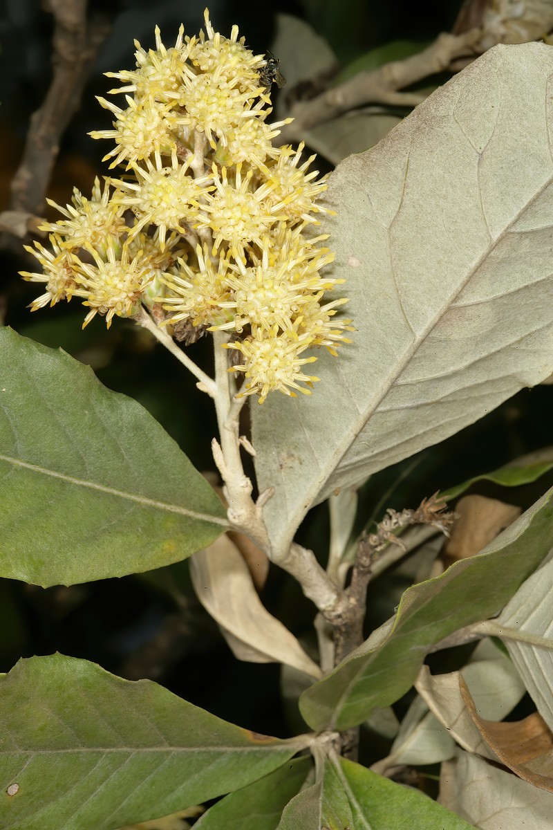 Brachylaena discolor var. rotundata photo 8