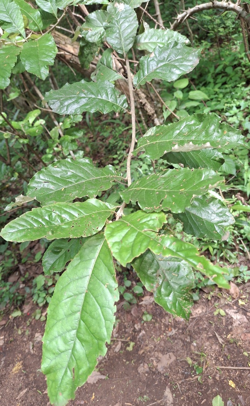 Brachylaena discolor var. transvaalensis photo 2