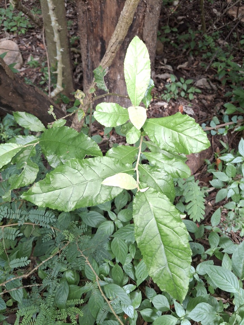 Brachylaena discolor var. transvaalensis photo 3