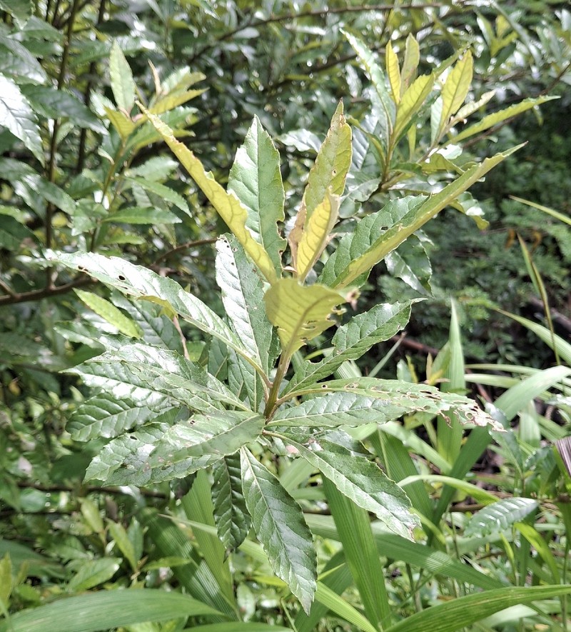 Brachylaena discolor var. transvaalensis photo 4