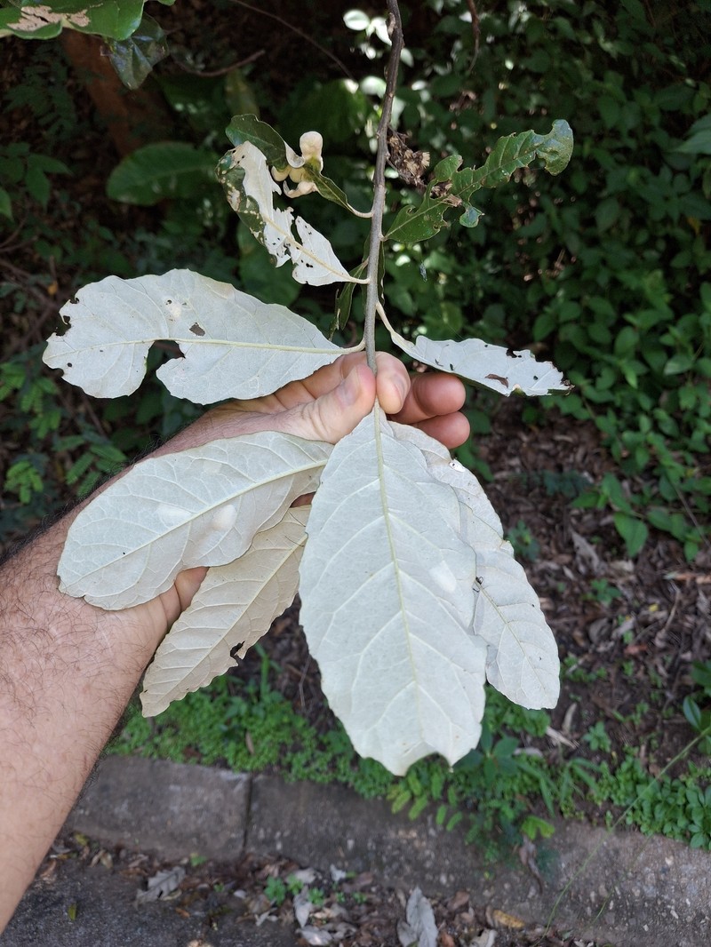 Brachylaena discolor var. transvaalensis photo 5