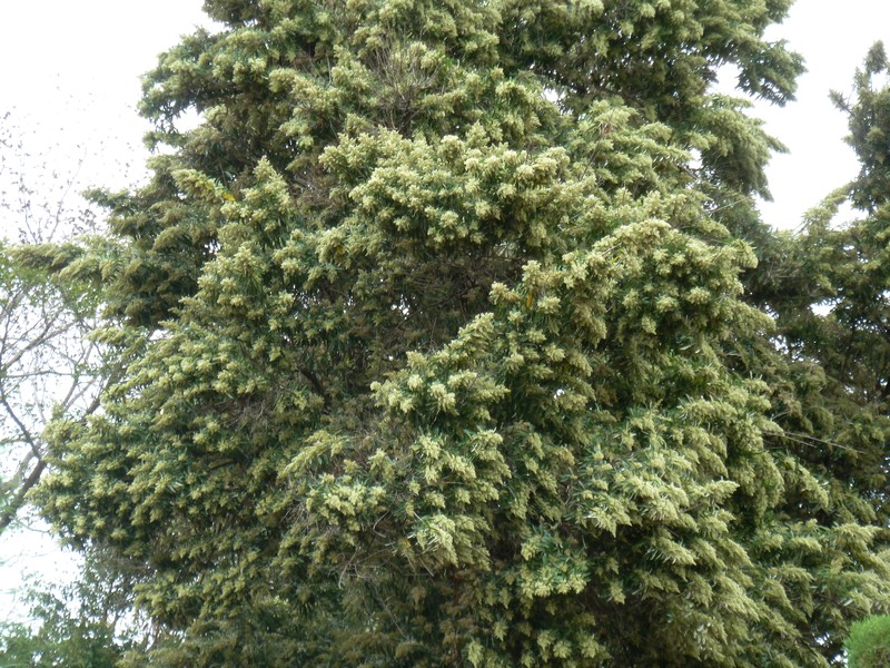 Brachylaena discolor var. transvaalensis