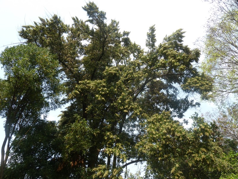 Brachylaena discolor var. transvaalensis photo 6