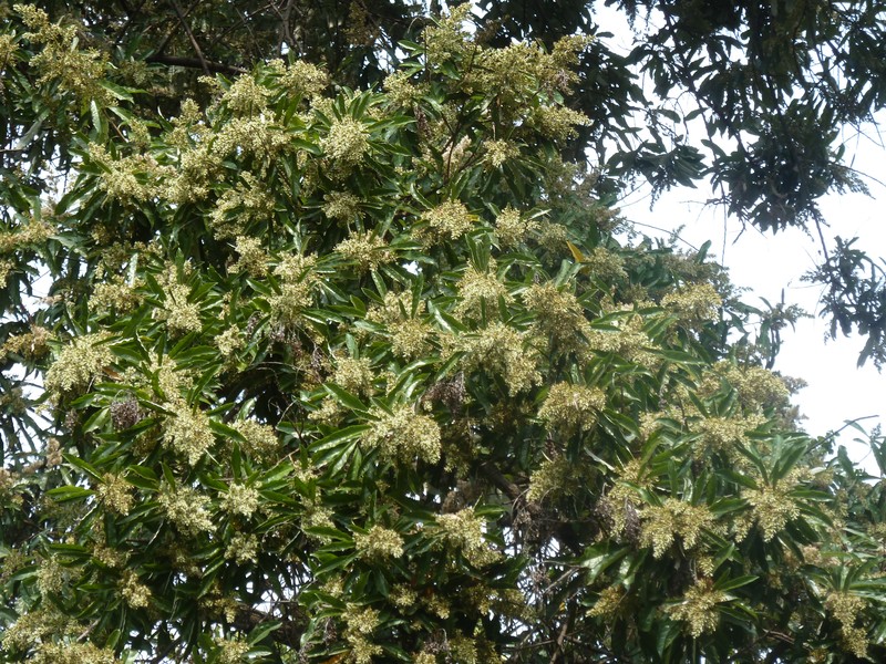 Brachylaena discolor var. transvaalensis photo 7
