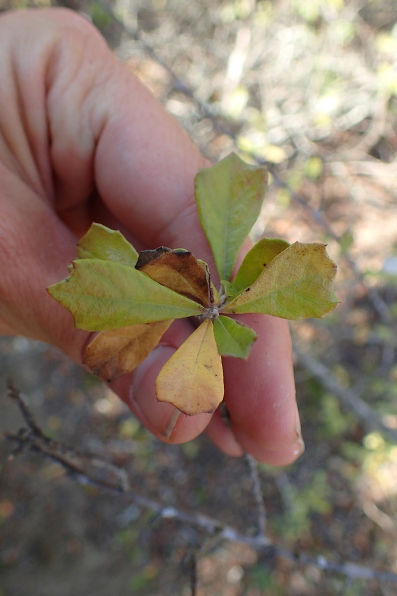 Brachylaena elliptica photo 2
