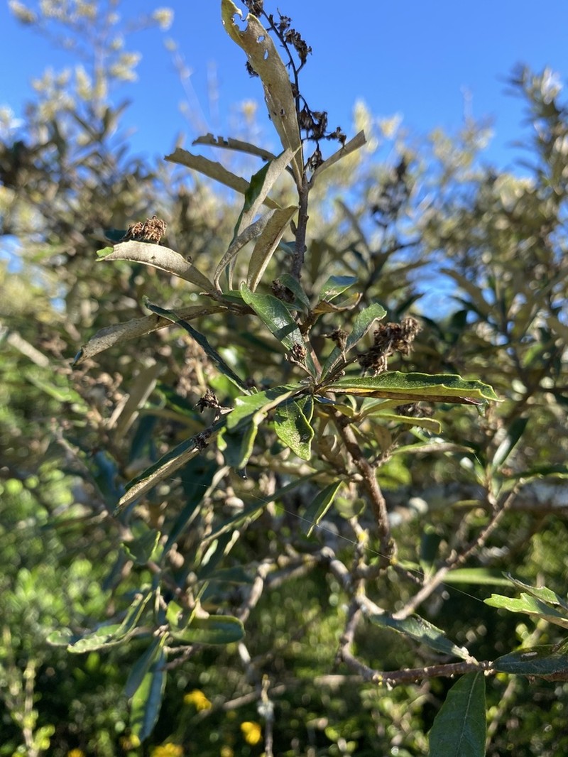 Brachylaena elliptica photo 3