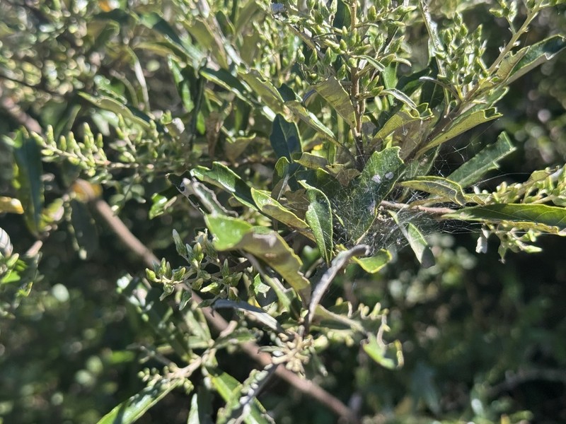 Brachylaena elliptica photo 4