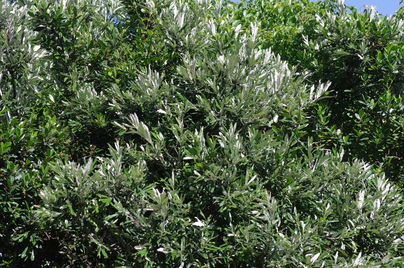 Brachylaena elliptica photo 5