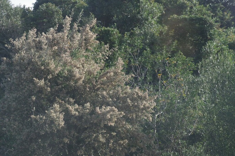 Brachylaena elliptica photo 6