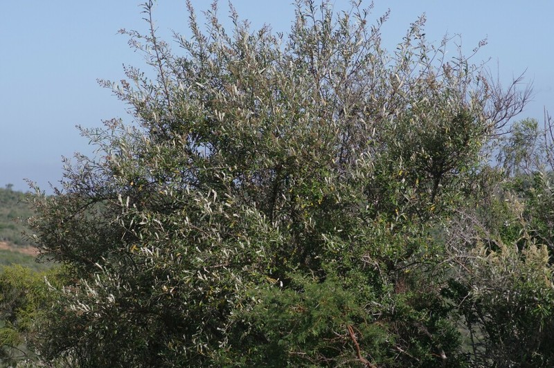 Brachylaena elliptica photo 7