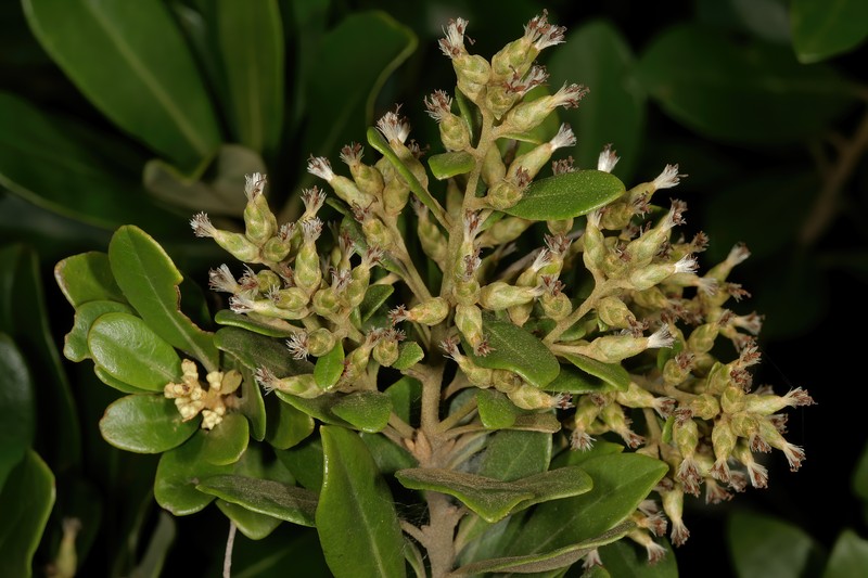 Brachylaena glabra