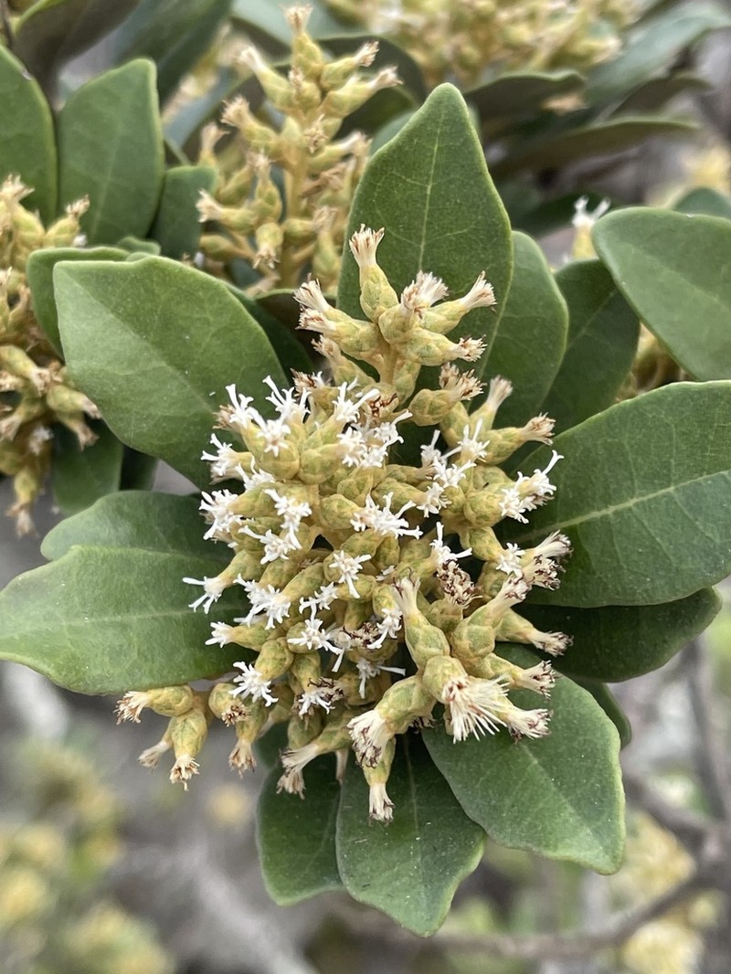 Brachylaena glabra photo 2