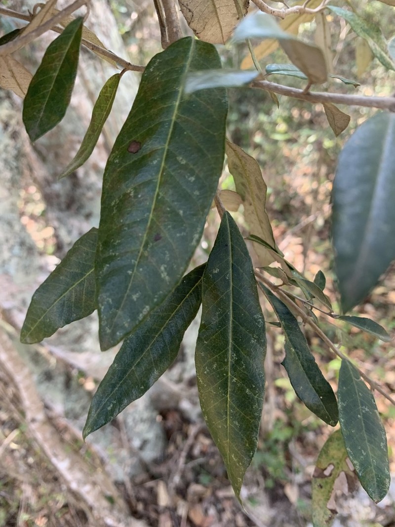 Brachylaena glabra photo 3