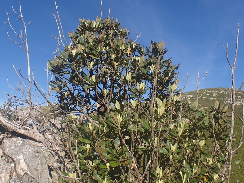 Brachylaena glabra photo 4