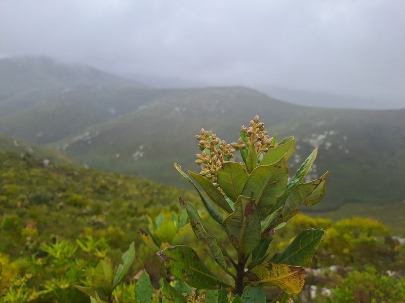 Brachylaena glabra photo 5