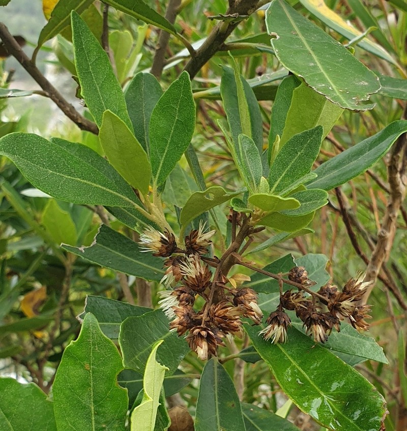 Brachylaena glabra photo 6
