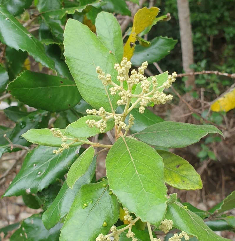 Brachylaena glabra photo 7