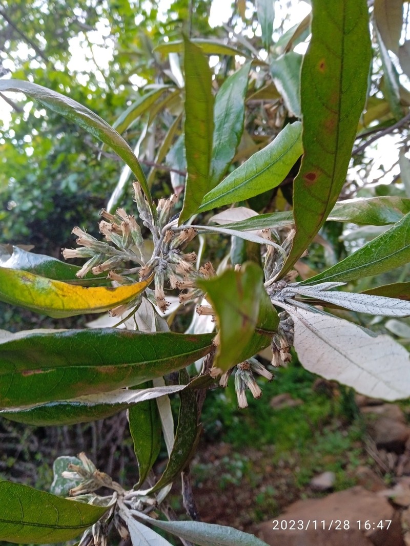 Brachylaena huillensis
