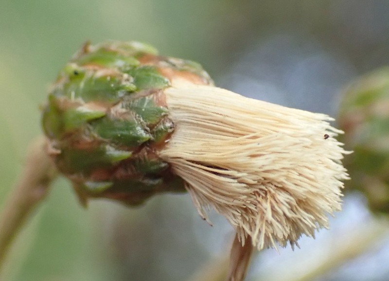 Brachylaena huillensis photo 3
