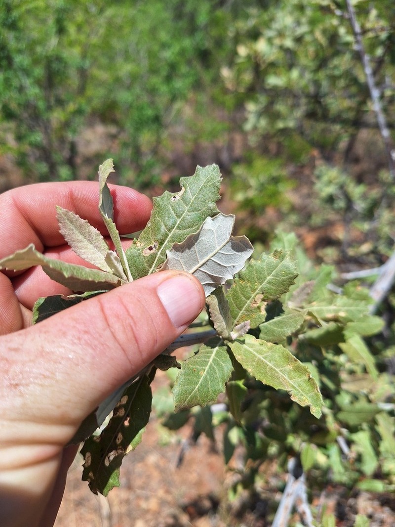 Brachylaena huillensis photo 4