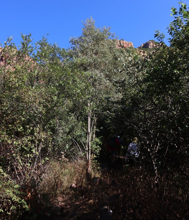 Brachylaena huillensis photo 5