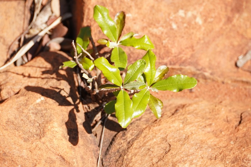 Brachylaena huillensis photo 6