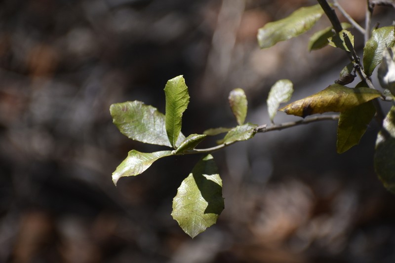 Brachylaena huillensis photo 7