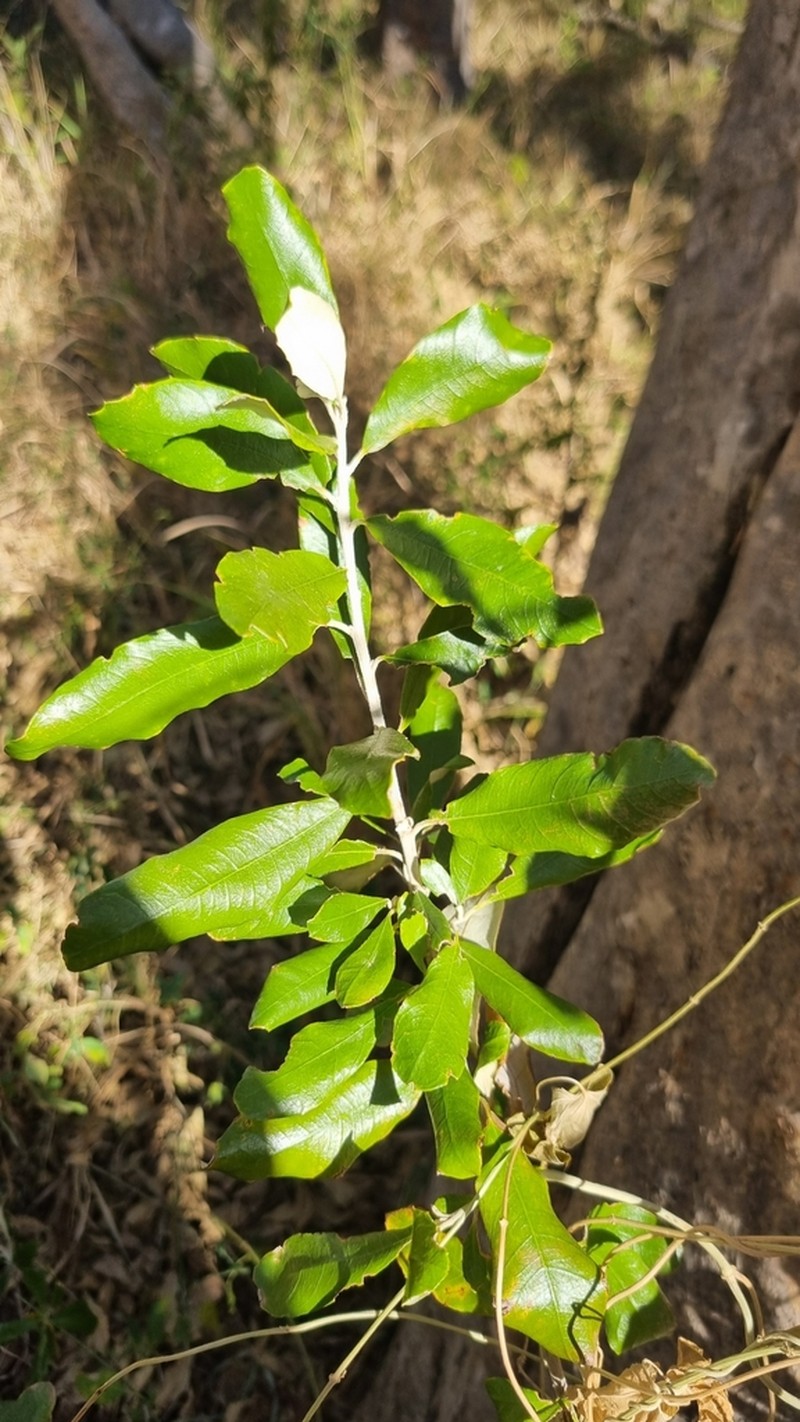 Brachylaena huillensis photo 8