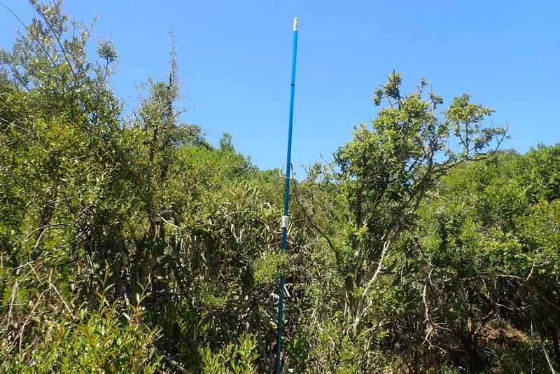 Brachylaena ilicifolia