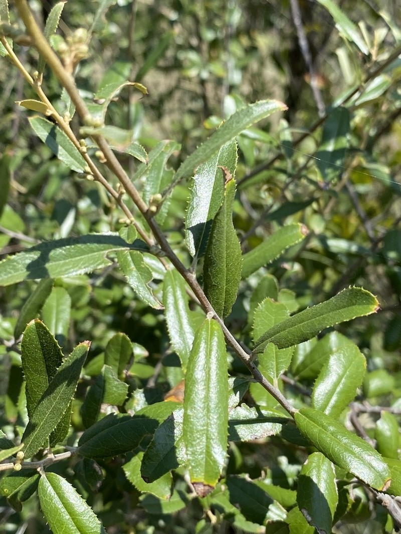 Brachylaena ilicifolia photo 2