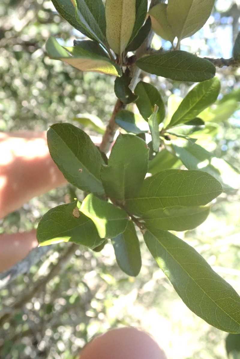 Brachylaena ilicifolia photo 3