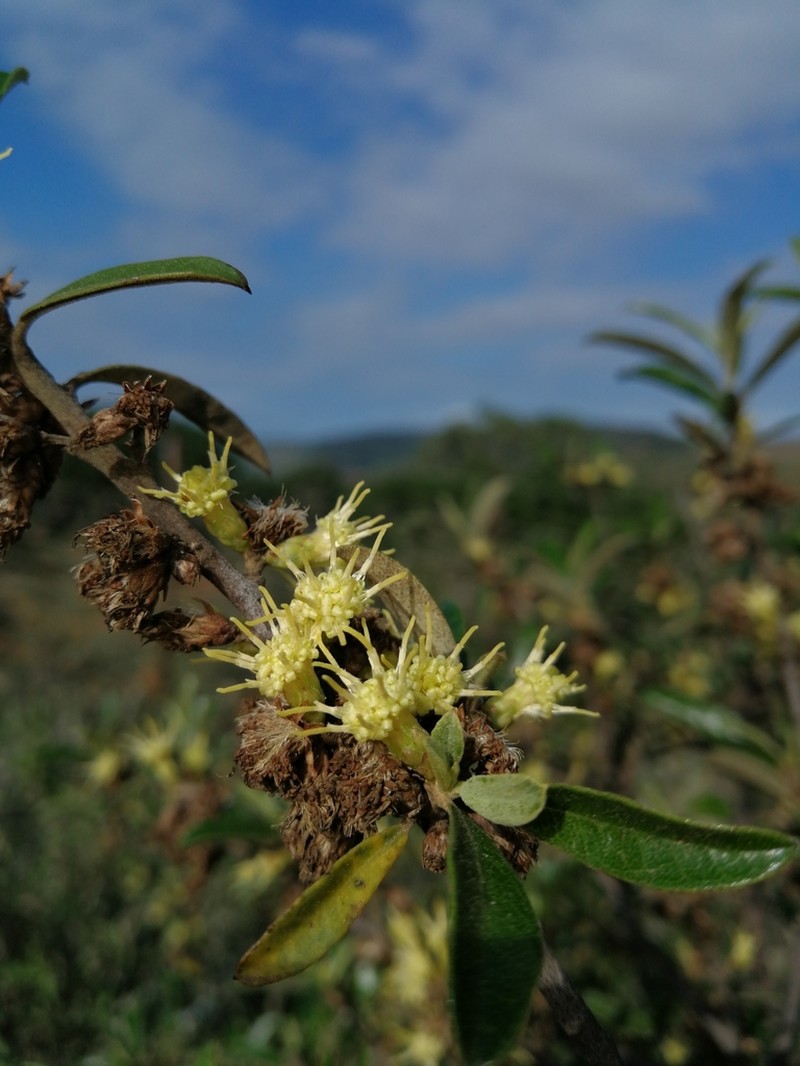 Brachylaena ilicifolia photo 4