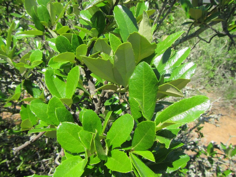 Brachylaena ilicifolia photo 5
