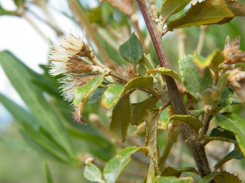 Brachylaena ilicifolia photo 6