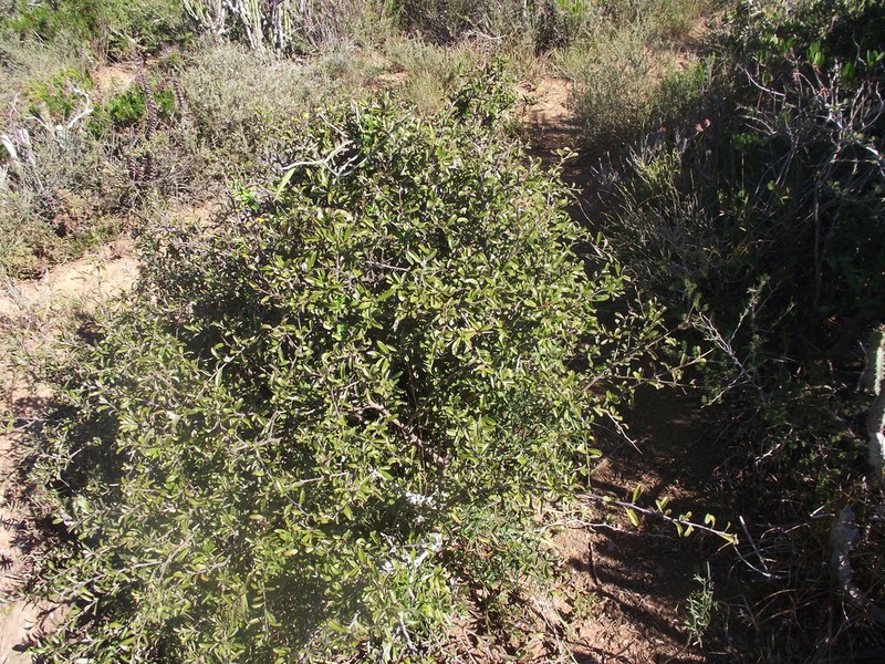 Brachylaena ilicifolia photo 7