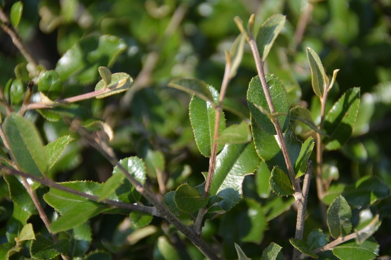 Brachylaena ilicifolia photo 8