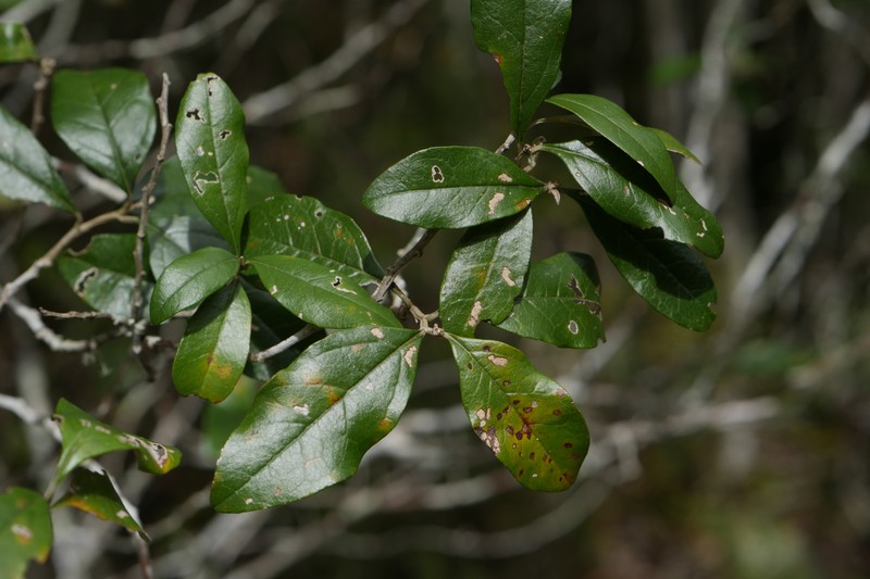 Brachylaena merana
