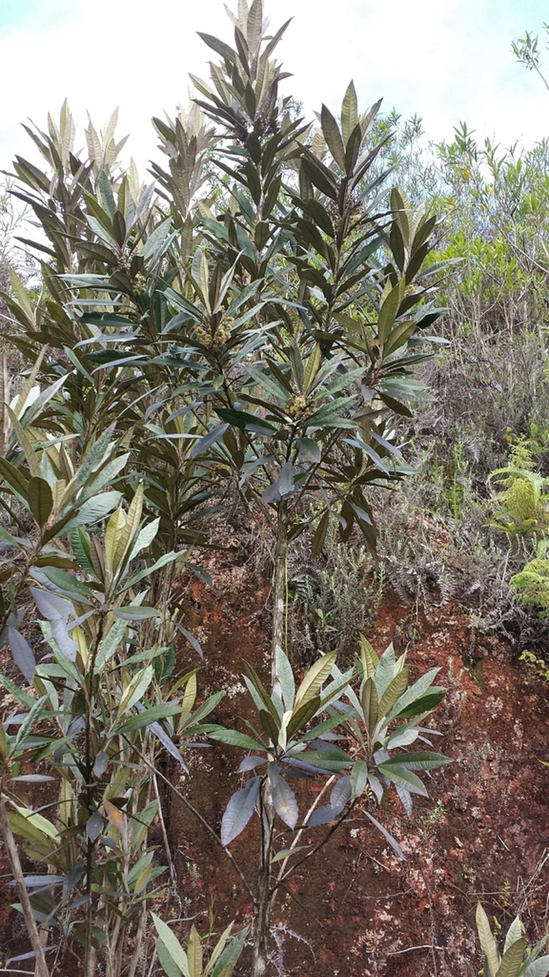 Brachylaena merana photo 3