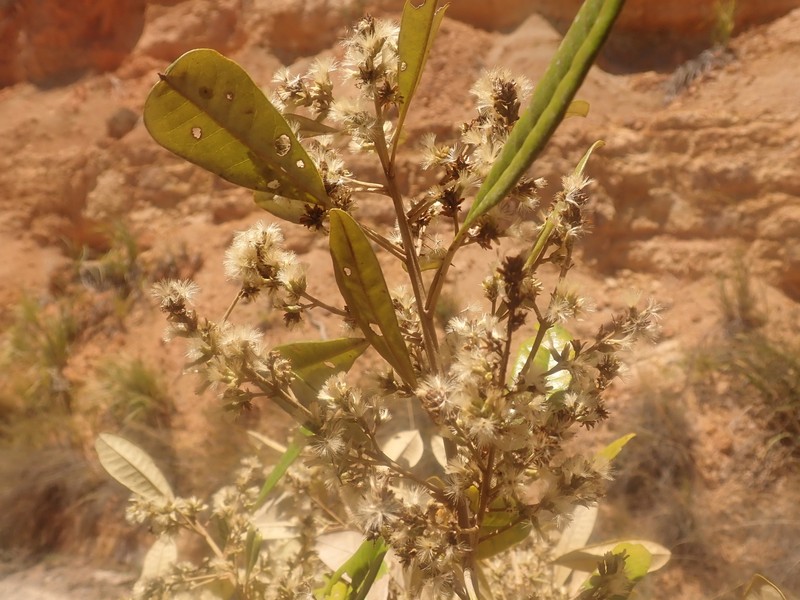 Brachylaena merana photo 5