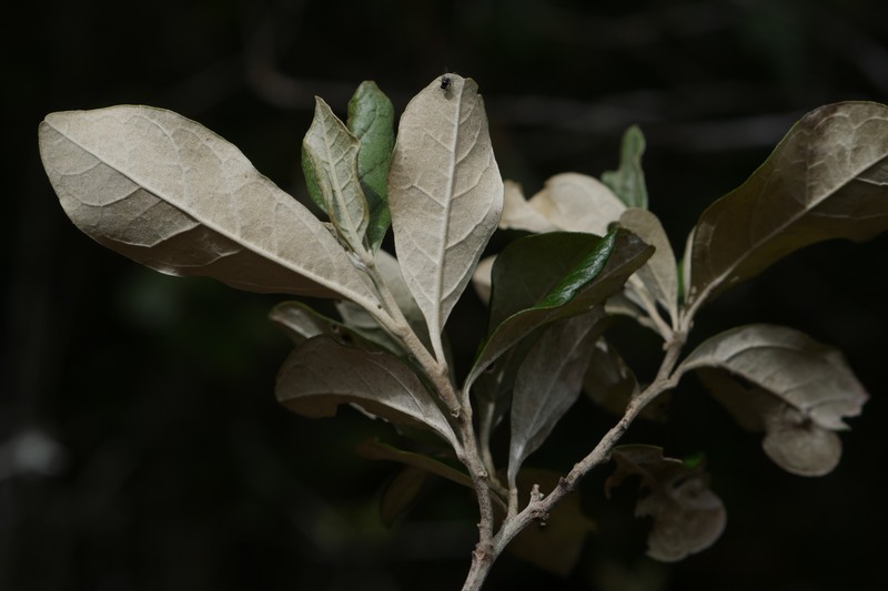 Brachylaena merana photo 6