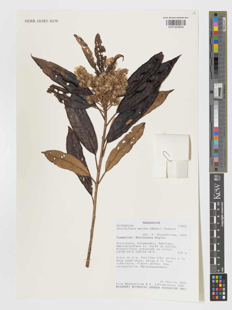 Brachylaena merana photo 7