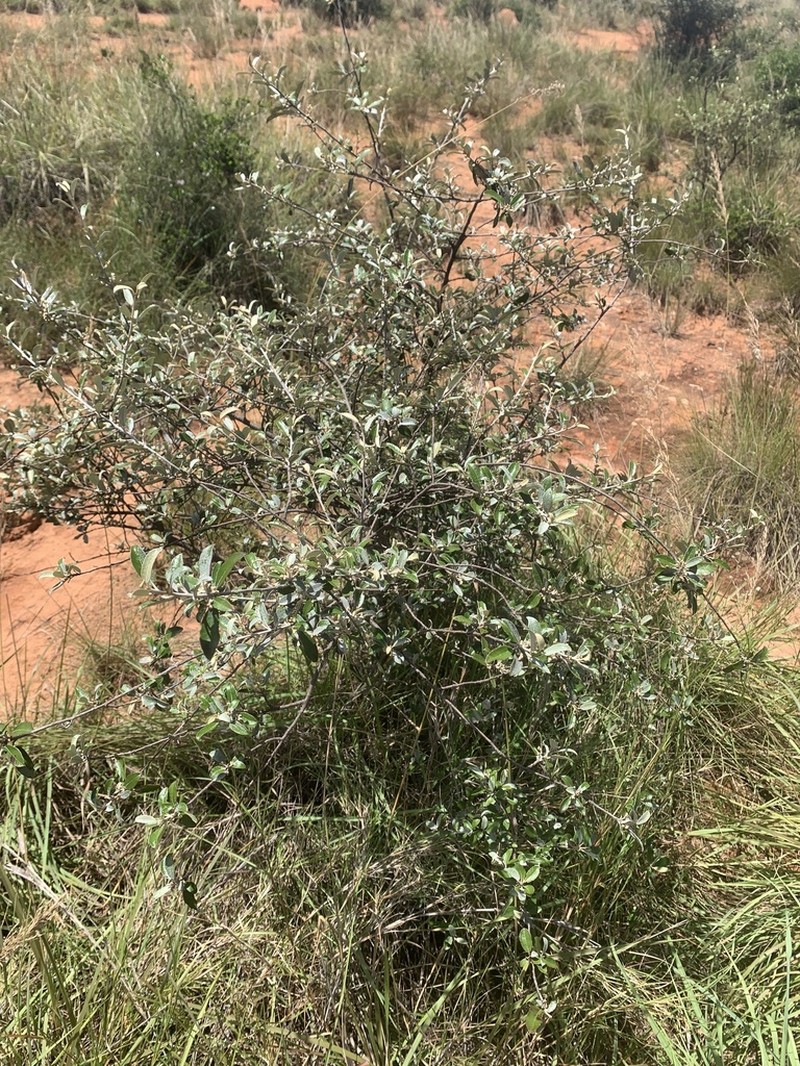Brachylaena microphylla photo 2