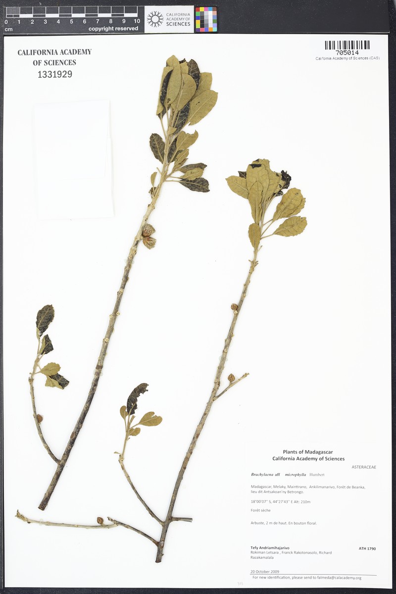 Brachylaena microphylla photo 3