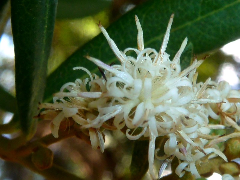 Brachylaena neriifolia photo 2